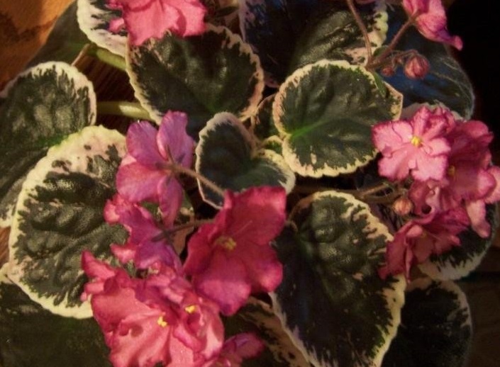 African Violet Buckeye Cranberry Sparkler