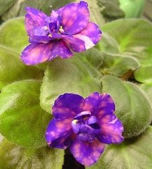 African Violet 'Kosmicheskaia Legenda 2'