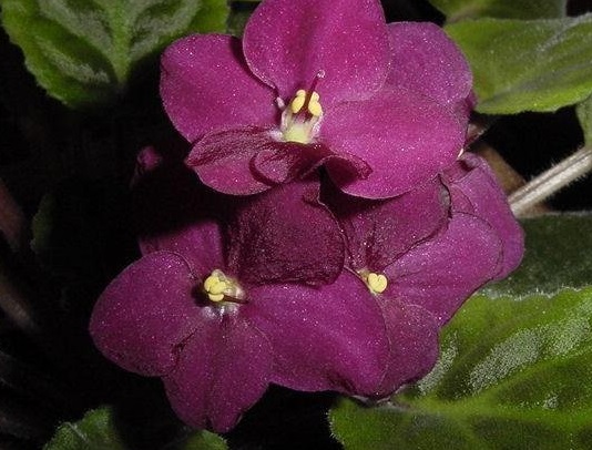 African Violet Optimara North Carolina