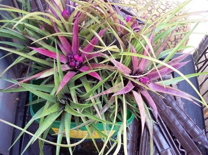 Aechmea Bromeliad, Urn Plant