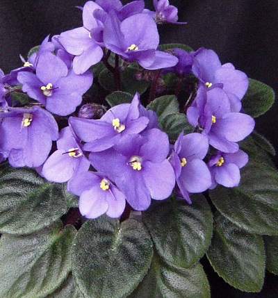 African Violet Optimara Little Pawnee