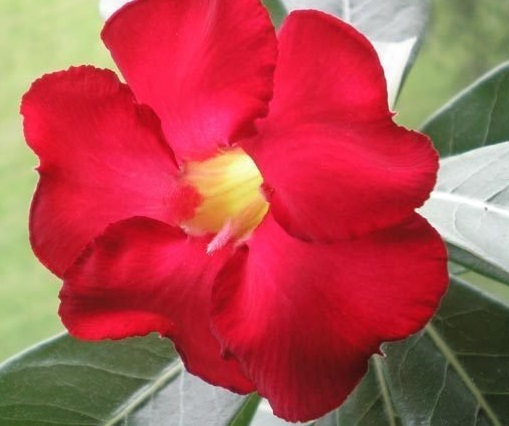 Adenium, Desert Rose Star Of Top