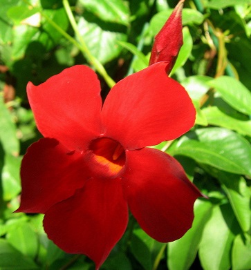 Mandevilla Hybrid Sun Parasol Pretty Crimson