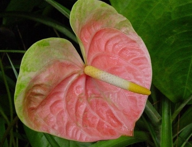 Anthurium, Salmon and Green Obake Anthurium Anuenue