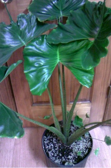 Alocasia, Upright Elephant Ear Stingray
