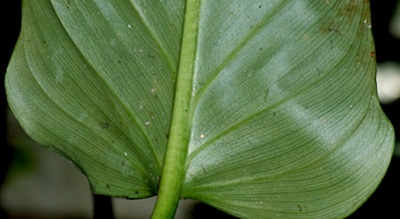 Philodendron Species, Spade-Leaf Philodendron