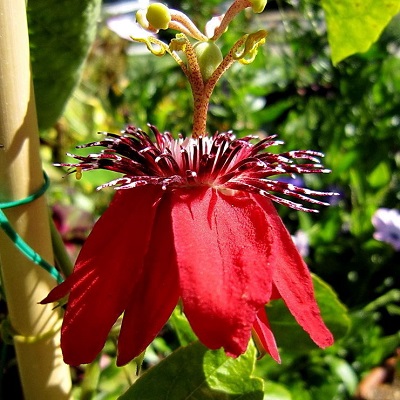 Passiflora, Passion Flower, Passion Vine Sherry