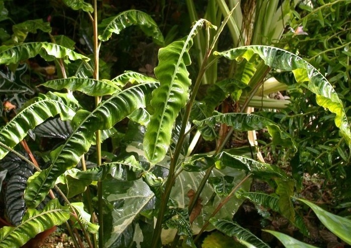 Alpinia Species, Evergreen Broadleaf Ginger