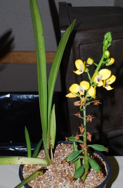 Species Orchid, Beautiful Eulophia