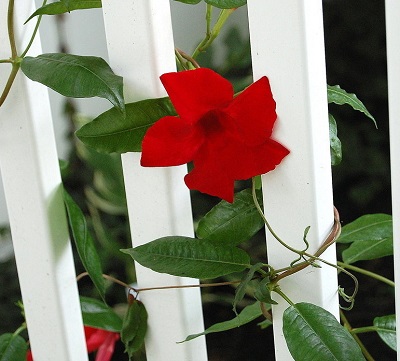 Mandevilla Hybrid Sun Parasol Dark Red