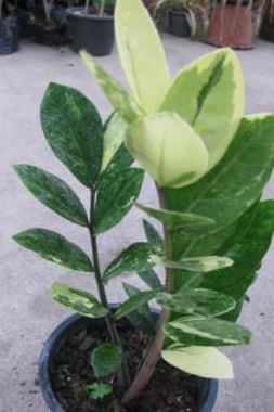 Zamioculcas, Variegated ZZ Plant Variegated