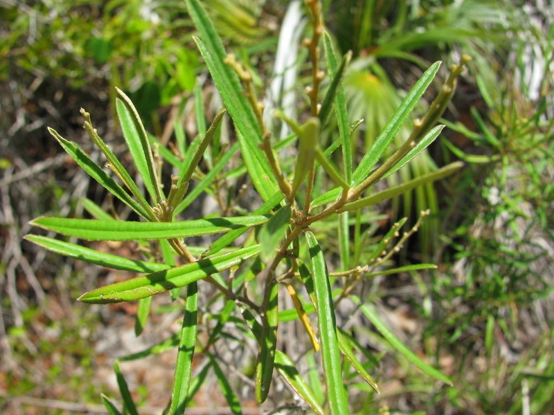 Pineland Croton, Wild Croton, Grannybush