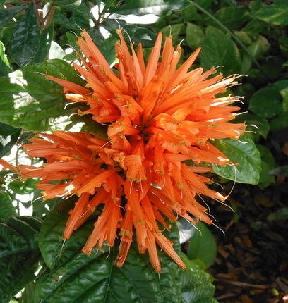Orange Flame Justicia Orange Flame