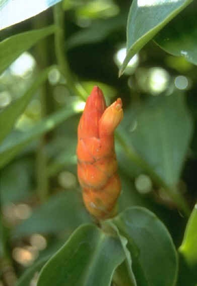 Costus Species, Red Cigar, Spiral Ginger