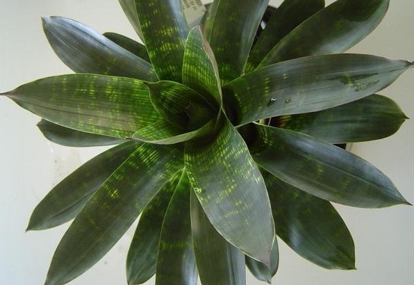Vriesea Bromeliad Nova
