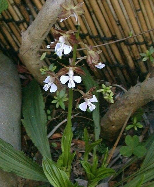 Species Orchid, Calanthe