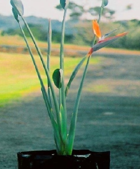Strelitzia Species, Bird of Paradise, Crane Flower
