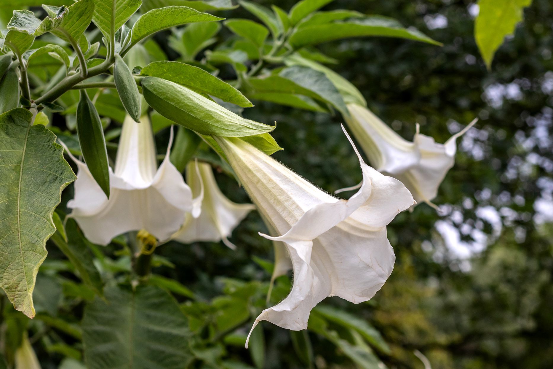 Angel Trumpet, Angels Trumpet Ida