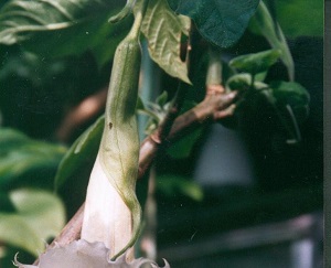 Angel Trumpet, Angels Trumpet Engelsglockchen