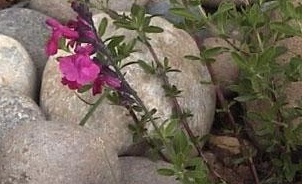 Salvia, Hybrid Mexican Sage Raspberry Royale