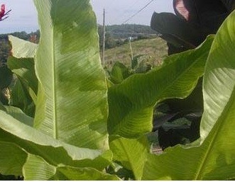 Canna, Giant Canna Lily