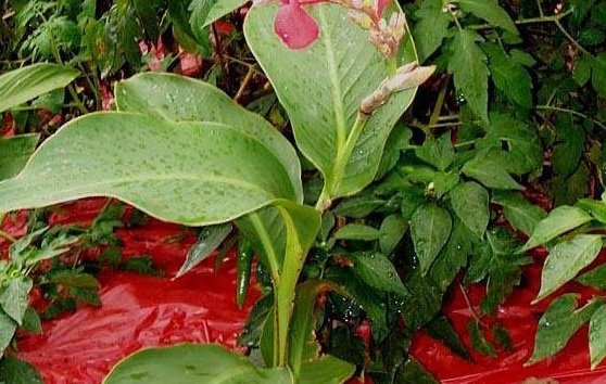 Canna, Canna Lily City of Portland
