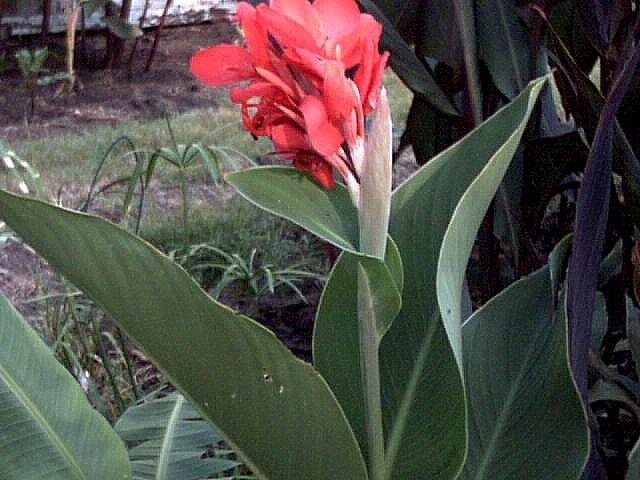 Canna, Canna Lily Crimson Beauty