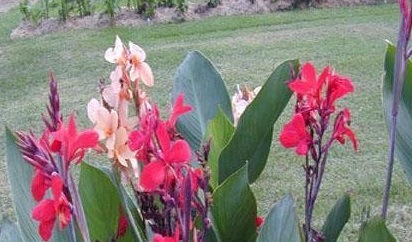 Canna, Canna Lily Firebird