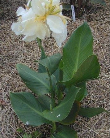 Canna, Canna Lily Gran Canaria