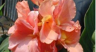 Canna Lily Madame Butterfly