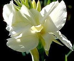 Canna Lily New White