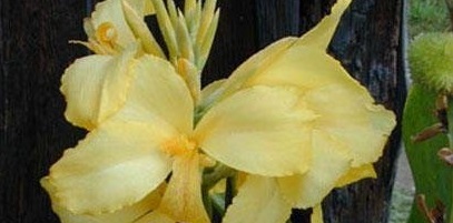 Canna Lily Oiseau dOr