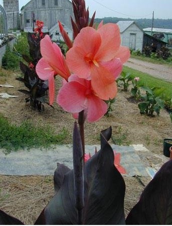 Canna Lily Philip
