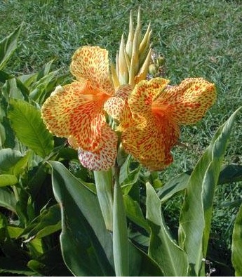 Canna Lily Picasso