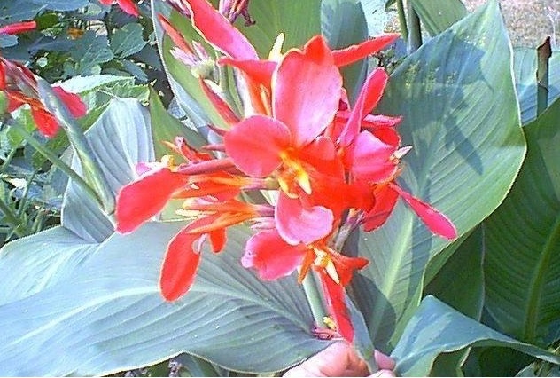 Canna Lily Pink Beauty