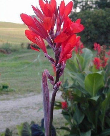 Canna Lily Regal Red