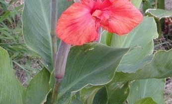 Canna Lily Spitfire