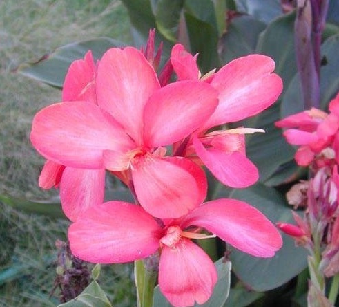 Canna Lily Tropical Salmon