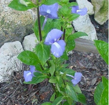 Achetaria Species, Brazilian Snapdragon Caribbean Blue
