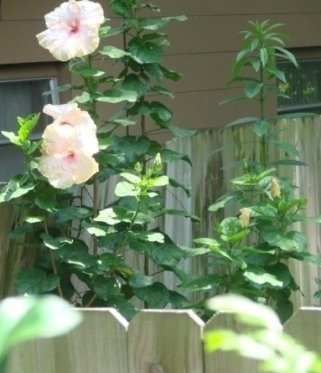 Tropical Hibiscus Cameo Queen