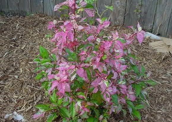 Tropical Hibiscus Cooperii