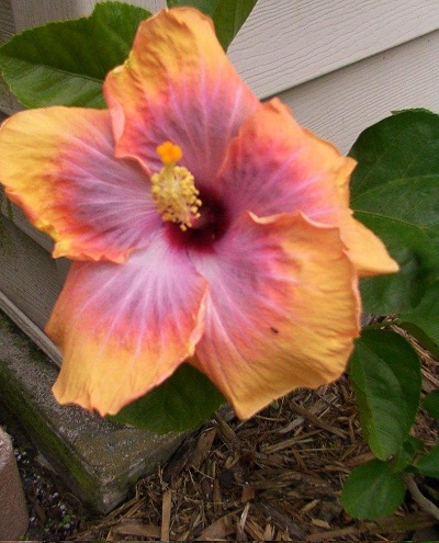 Tropical Hibiscus Fifth Dimension