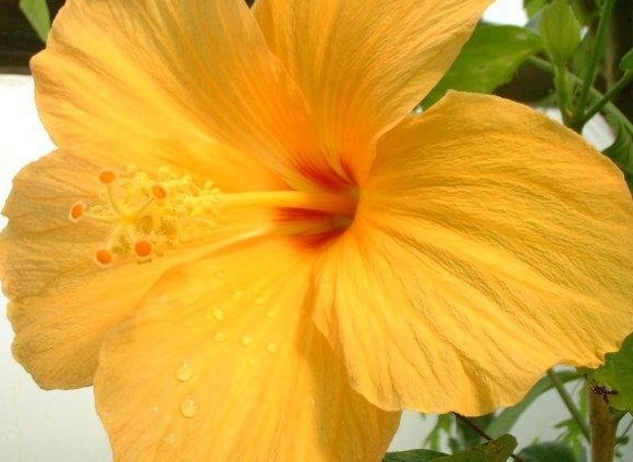 Tropical Hibiscus Fort Myers Yellow