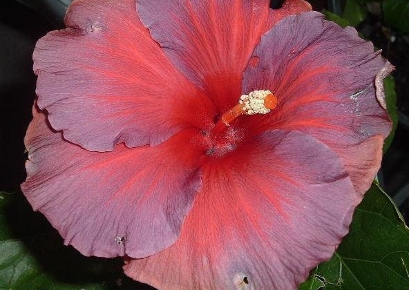 Tropical Hibiscus Night Fire