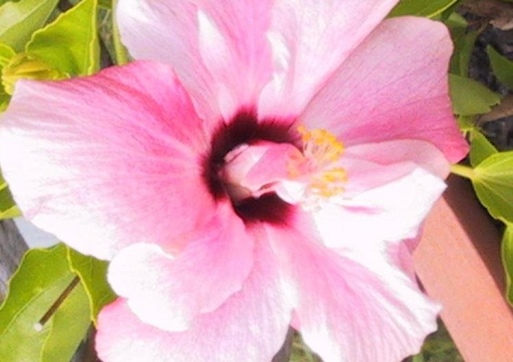 Tropical Hibiscus Peachblow