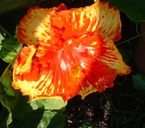 Tropical Hibiscus Sunshower