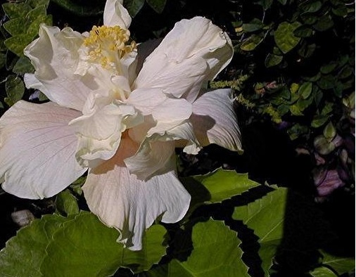 Tropical Hibiscus White Kalakaua
