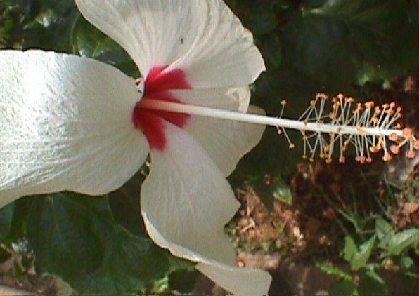 Tropical Hibiscus White Wings