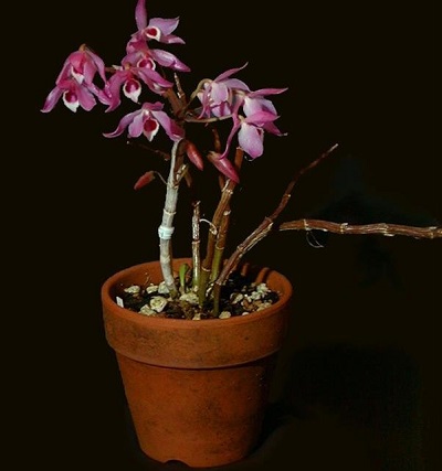 Species Orchid, Dendrobium, Parishs Dendrobium