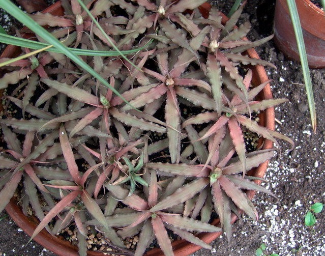 Cryptanthus Bromeliad, Earth Star Cafe Au lait